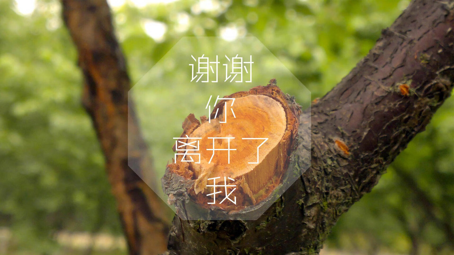 中国篮球联赛扩展海外合作，提升国际影响力，中国国内的球篮球联赛