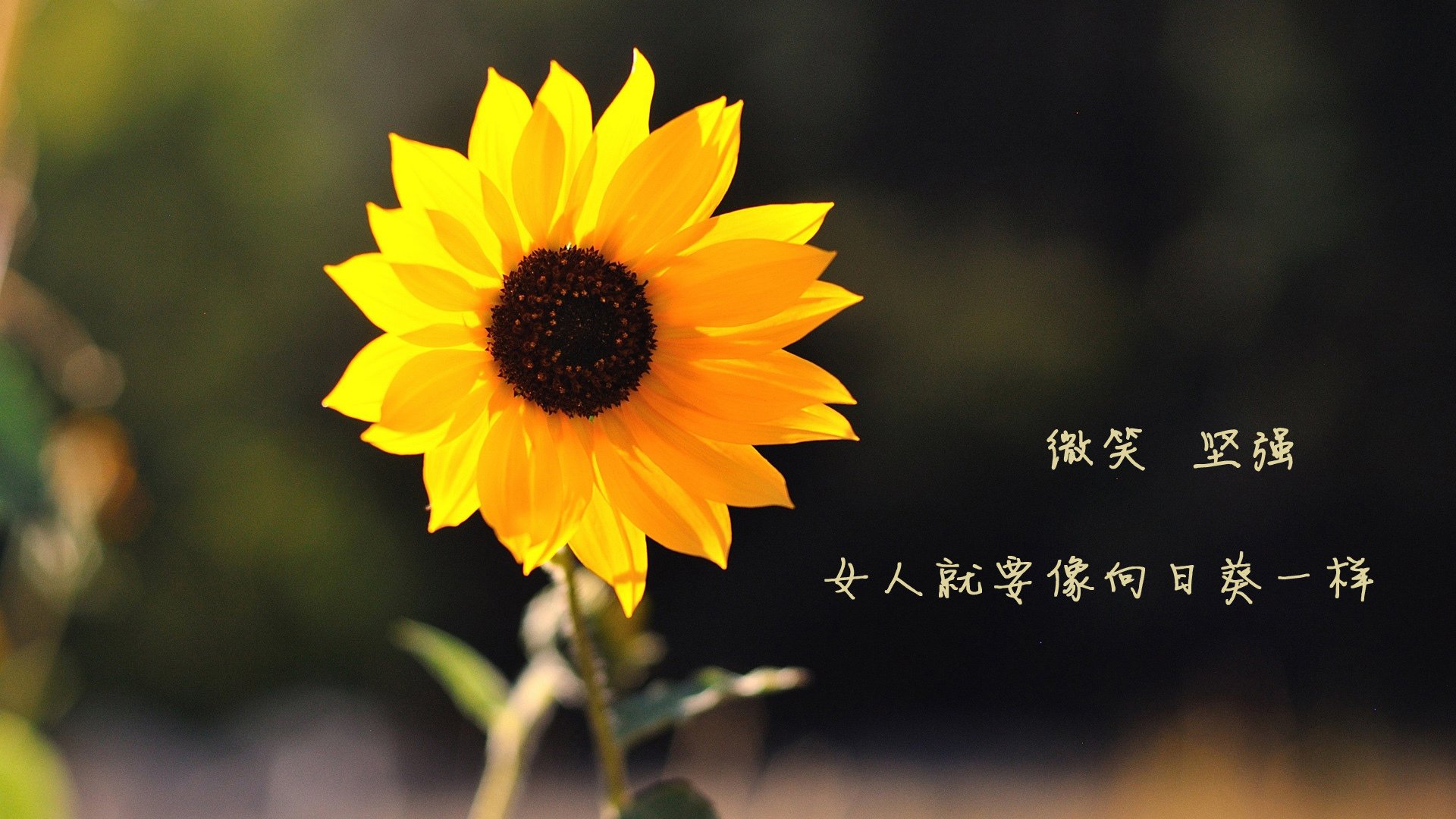 意大利马术协会引入智能马鞍系统，实现实时数据监测与分析，提升骑乘体验。