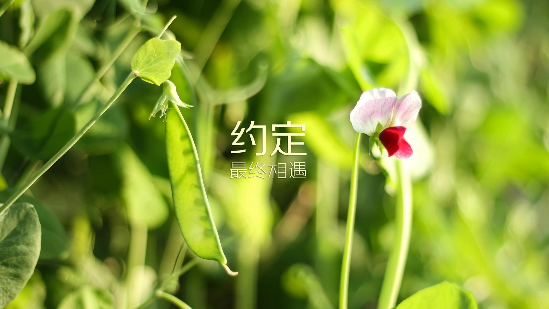 迈阿密海豚队在季后赛中表现出色，af1迈阿密海豚队