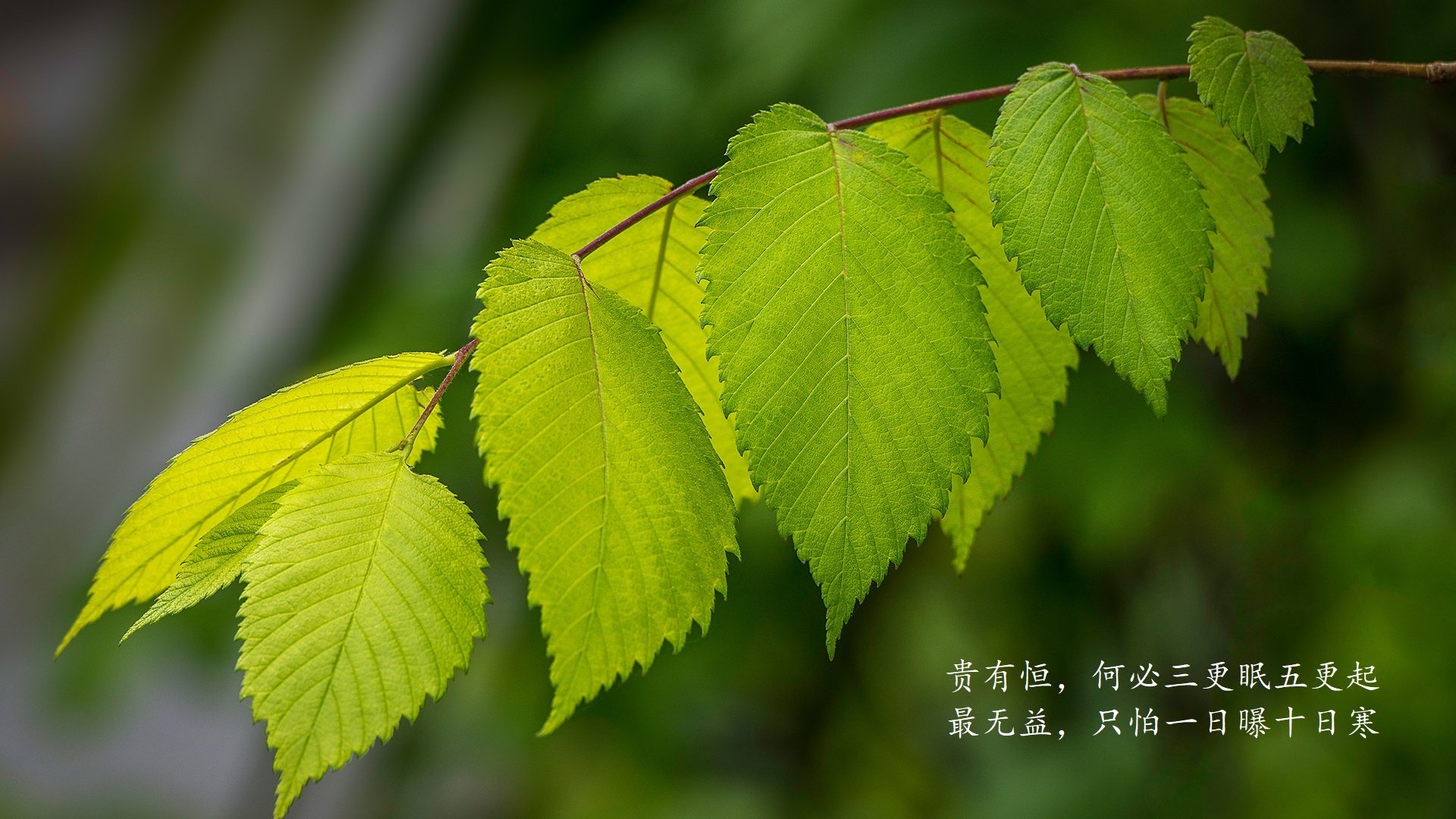 意大利国家队主帅调整阵容，迎战强大对手，意大利国家队前主帅