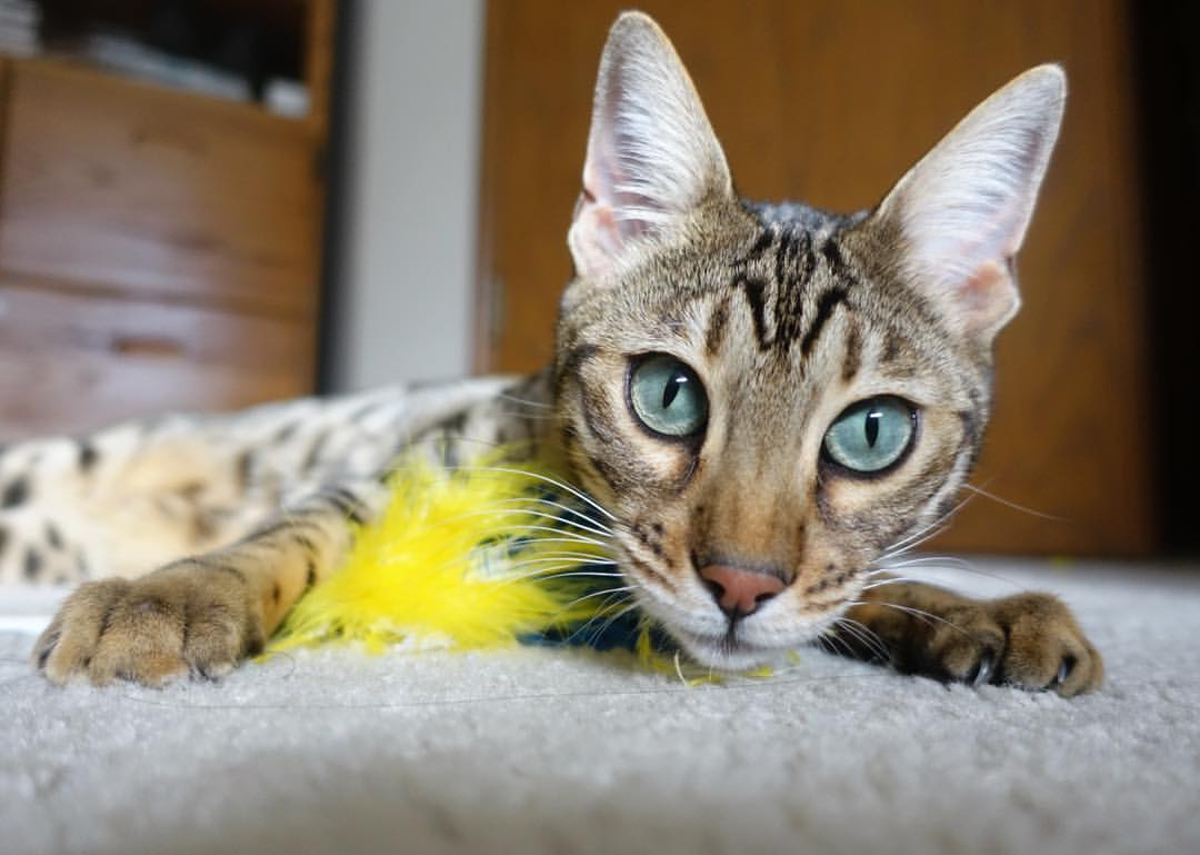 阿伦·斯密斯：全黑队的灵动大脑，精准传球破防千里，arenes阿伦斯